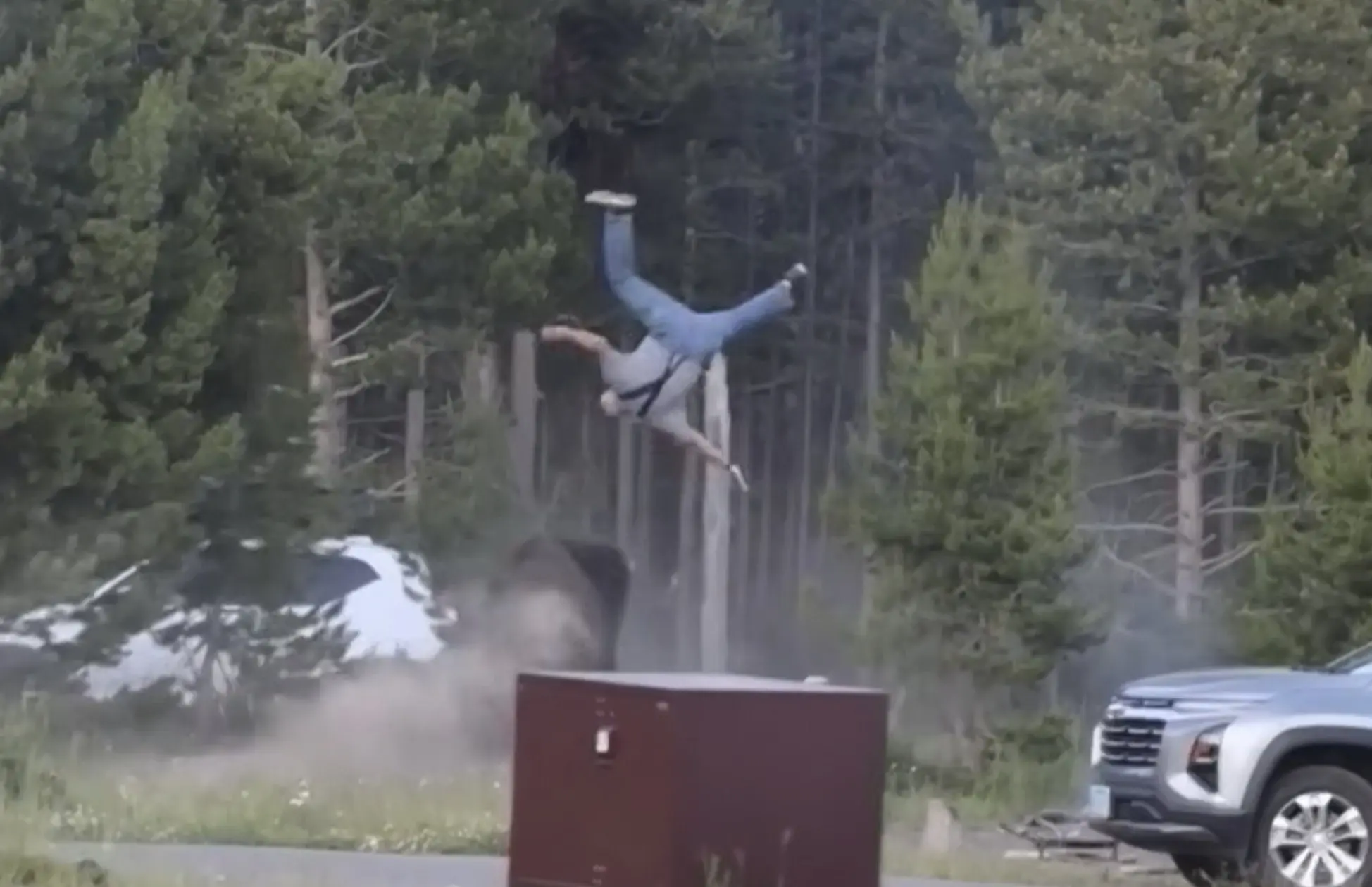 This video details a recent bison attack in Yellowstone National Park involving a 65-year-old grandfather who was charged, hooked, and flipped into the air. The entire incident was caught on camera and intervened in by Mike MacLeod, an on-scene camper who happens to be a wildlife biologist. --- ### The Incident Breakdown The attack occurred on a Friday at a Yellowstone campground. According to MacLeod’s eyewitness account and camera footage: * **The Approach:** The grandfather and another family member were walking along the perimeter road of the campground when a large bison approached. * **The Retreat:** Recognizing the danger, the grandfather immediately said, *"We're out of here, let's go,"* and the pair attempted to back away and use nearby trees as a physical barrier. * **The Charge:** After a white pickup truck drove past, the bison suddenly sprang up and aggressively charged the pair. * **The Attack:** The bison pursued them around the trees. On its second loop, it caught up to the grandfather, hooked him with its horns, and flipped him directly into the air, leaving him immobile on the ground. --- ### The Rescue & Medical Status Once the victim was down, MacLeod dropped his camera to lead an immediate emergency intervention: * **Hazing the Bison:** MacLeod ran toward the animal, screaming, shouting, and holding his camera gear high in the air to look larger. A group of other men in the campground joined him, successfully "hazing" (scaring off) the bison before it could inflict further injuries. * **Medical Response:** Park emergency services arrived on the scene within 10 minutes. * **Current Status:** MacLeod has remained in touch with the victim's family, confirming that the grandfather survived the encounter, underwent surgery, and is currently recovering in the hospital. --- ### Biological Context & Park Safety Rules Yellowstone officials and MacLeod highlighted the specific behavioral factors that drove the attack: > **The Breeding Season Factor:** MacLeod noted that the attack occurred right at the start of the bison breeding season (the rut). During this period, male bison experience spikes in testosterone and are naturally far more aggressive, unpredictable, and easily agitated as they compete for dominance. | Factor | Yellowstone Bison Statistics & Rules | | --- | --- | | **Size & Speed** | Mature bison can weigh up to **2,000 pounds** and can sprint at speeds up to **35 mph**—three times faster than a human can run. | | **Required Distance** | National Park Service regulations strictly mandate that visitors stay at least **25 yards (75 feet)** away from bison at all times. | | **Biologist's Take** | While park officials note that bison usually only attack when intentionally crowded or threatened, MacLeod stated that this specific pair actually tried to do everything right by immediately retreating, proving how volatile the animals become during the rut. This marks the second documented bison attack in Yellowstone this year. |