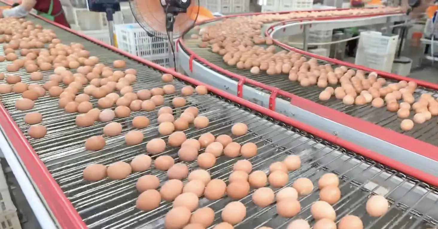 Eggs Recalled