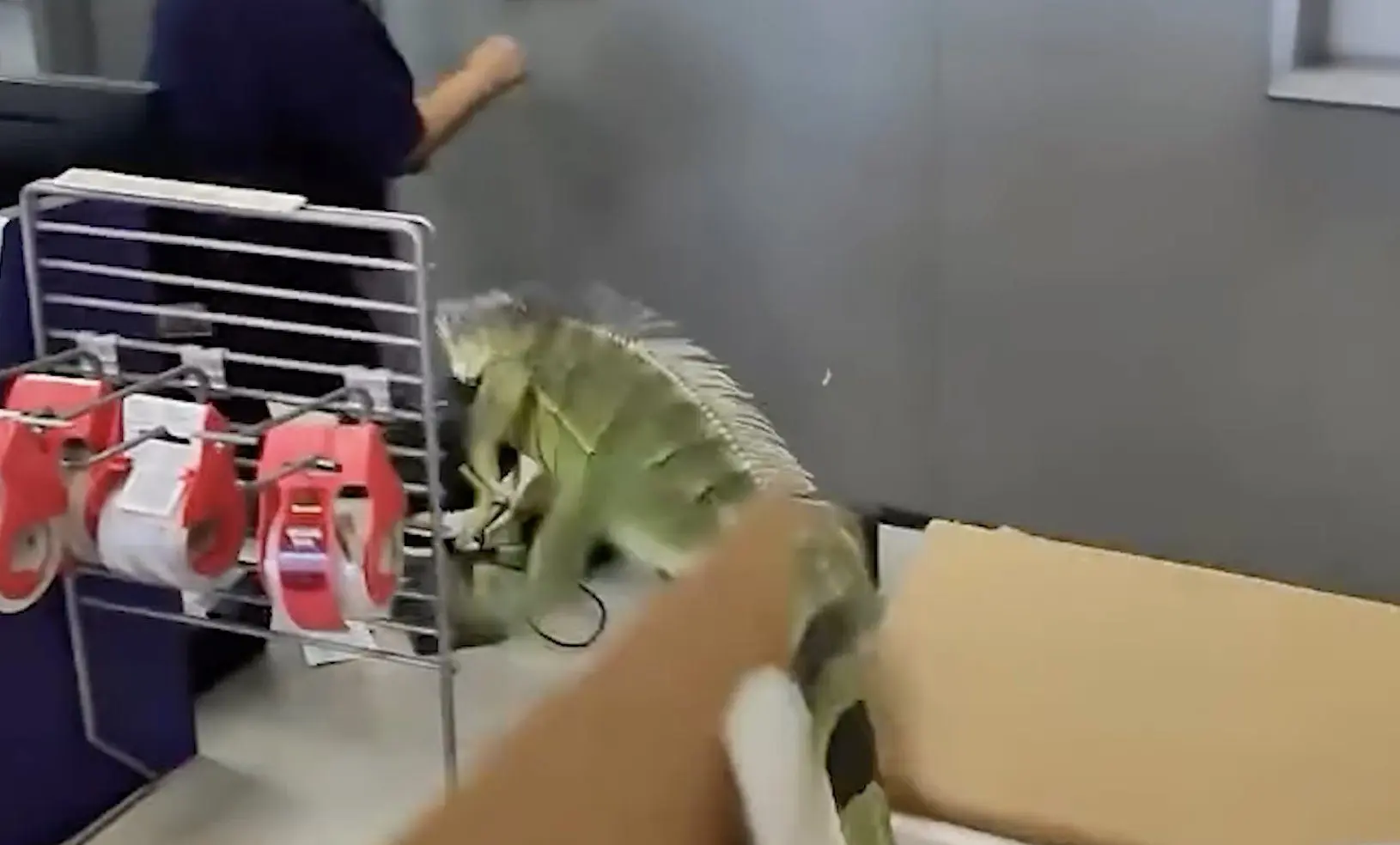 iguana photo