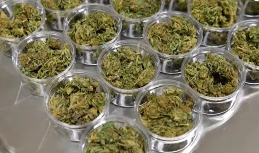 massachusetts weed photo
