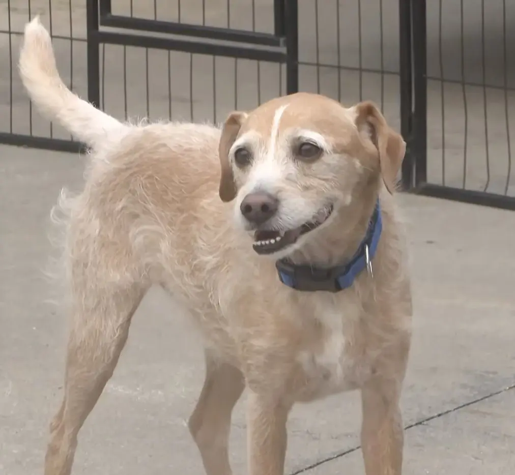 Dog missing since 2021 reunited with owner