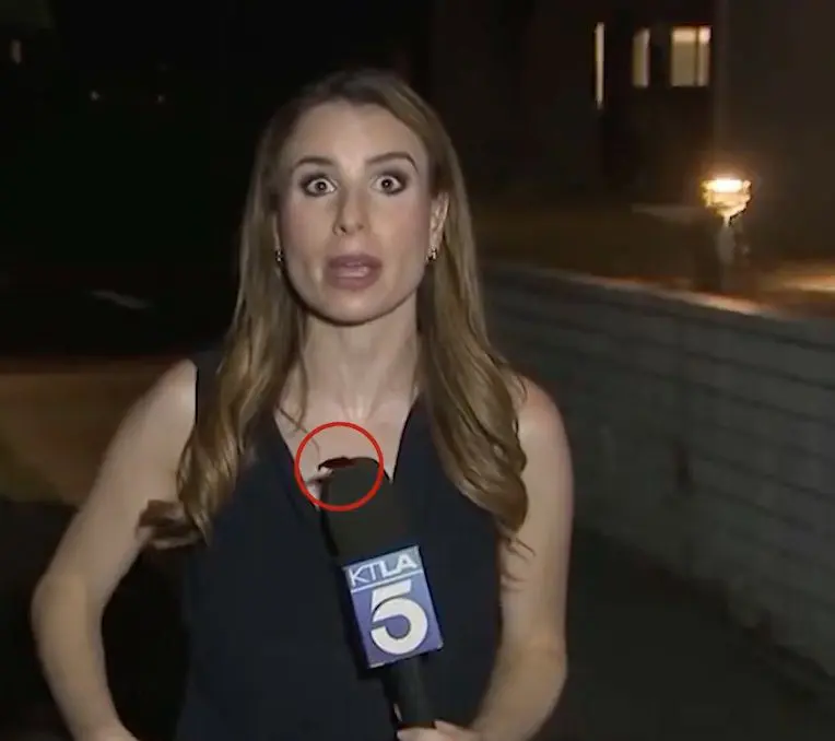 Cockroach News Reporter