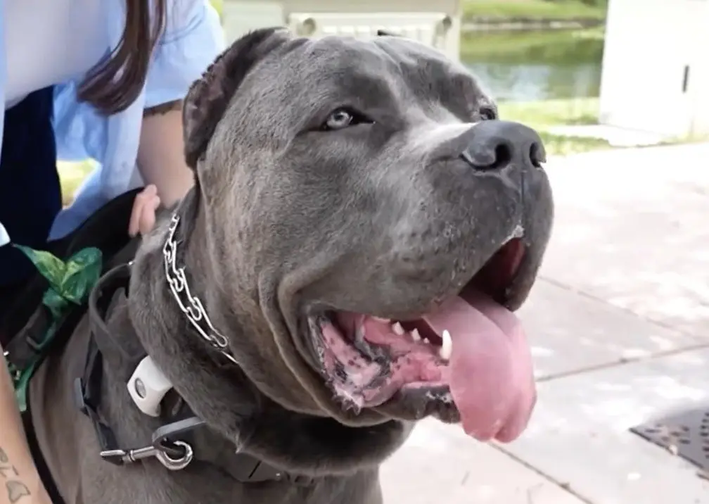 Dog