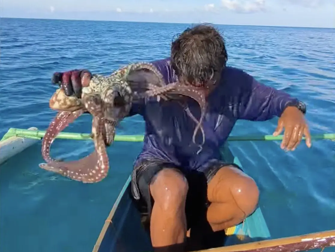 octopus photo
