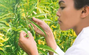 CBD Products