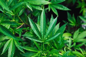 CBD Tinctures / CBD Vape Juice / Pure Clear Hemp / Black Friday / Cyber Monday