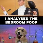Amber Heard Poop Memes