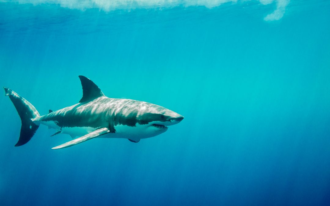 Shark Strikes Teenager in South Florida Waters