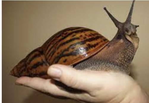 New South Florida Infestation-Giant African Snails