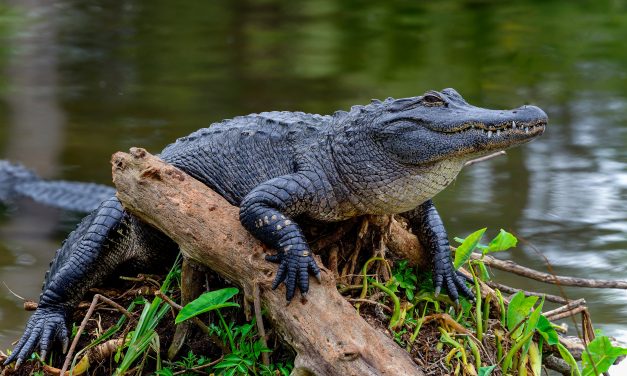 Alligator Slays Elderly Woman in Florida Retirement Community