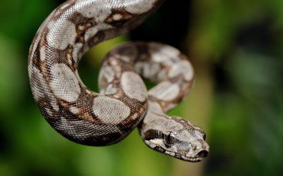 Florida Reptile Advocates Outraged After Over 30 Snakes Were Brutally Killed
