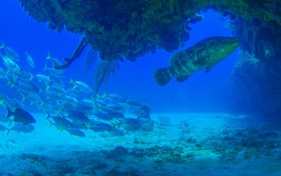 The Decline of the Goliath Grouper: An Urgent Call for Conservation