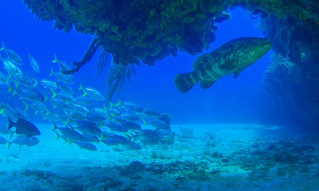 The Decline of the Goliath Grouper: An Urgent Call for Conservation