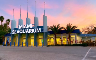 Tragedy at Miami Seaquarium: Lolita, Last Captive Southern Resident Killer Whale, Dies Under Clouded Circumstances – Is Dolphin Li’i Next?