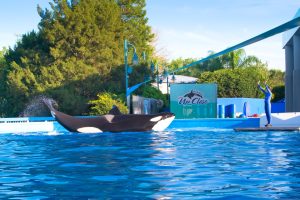 ORLANDO, USA: Killer whales in the most popular "Sea World Orlando Florida Theme Park"