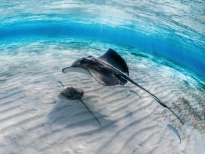 Closeup of a stingray with its baby swimming underwater with other fish