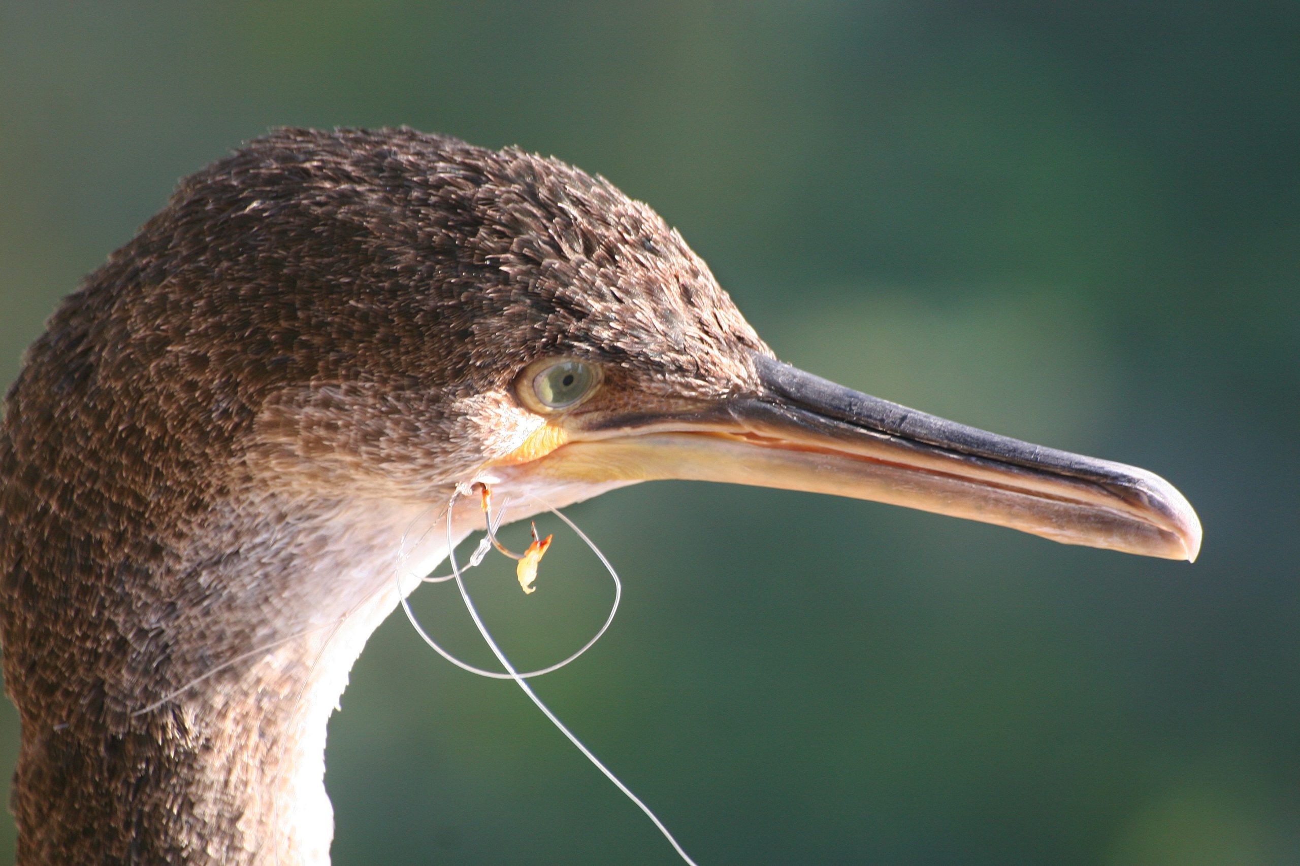 Young cormorant with fishing line and hook caught in beak.
