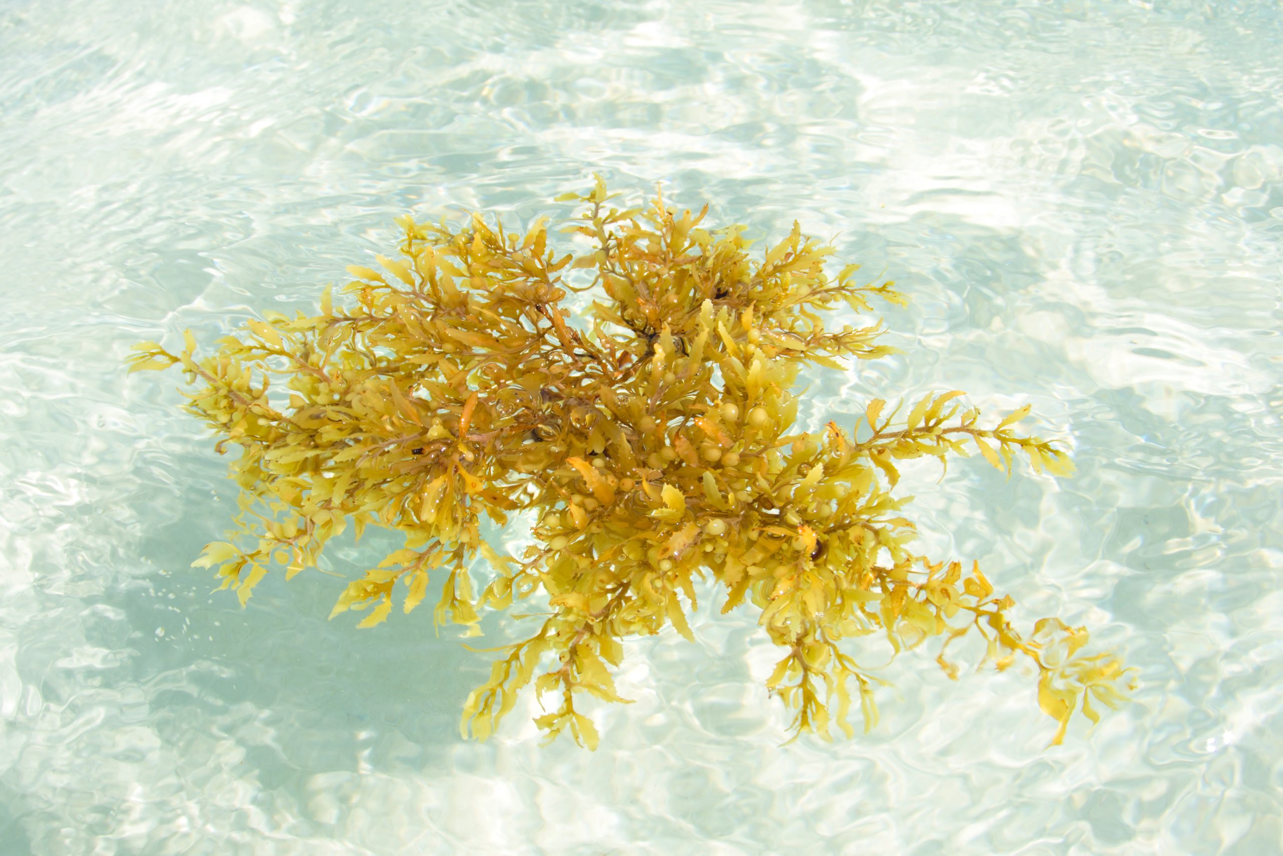 sargassum