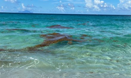 Sargassum Surge: Navigating the Seaweed Invasion on Florida’s Shores in 2024