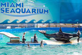 After Almost 70 Years, Miami Seaquarium Scheduled to Close Citing Repeated Animal Deaths and Poor Conditions