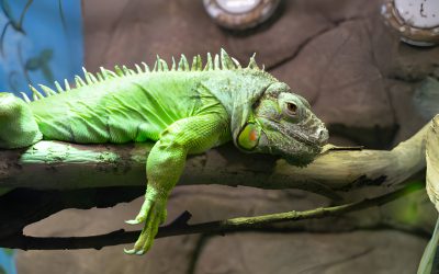 What You Need to Know About South Florida’s Iguanas