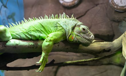 What You Need to Know About South Florida’s Iguanas