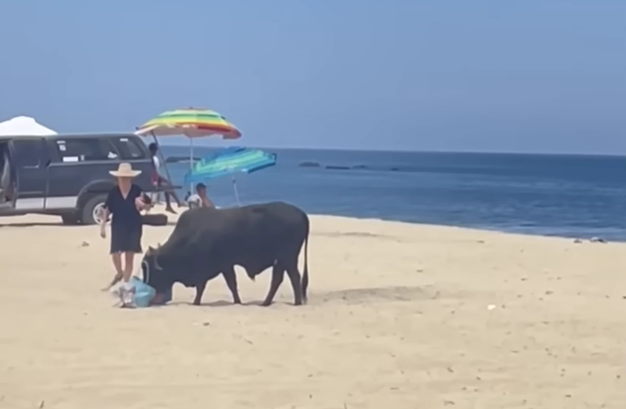Woman Attacked by Bull
