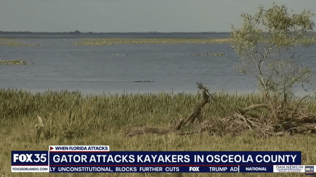 alligator attack in florida