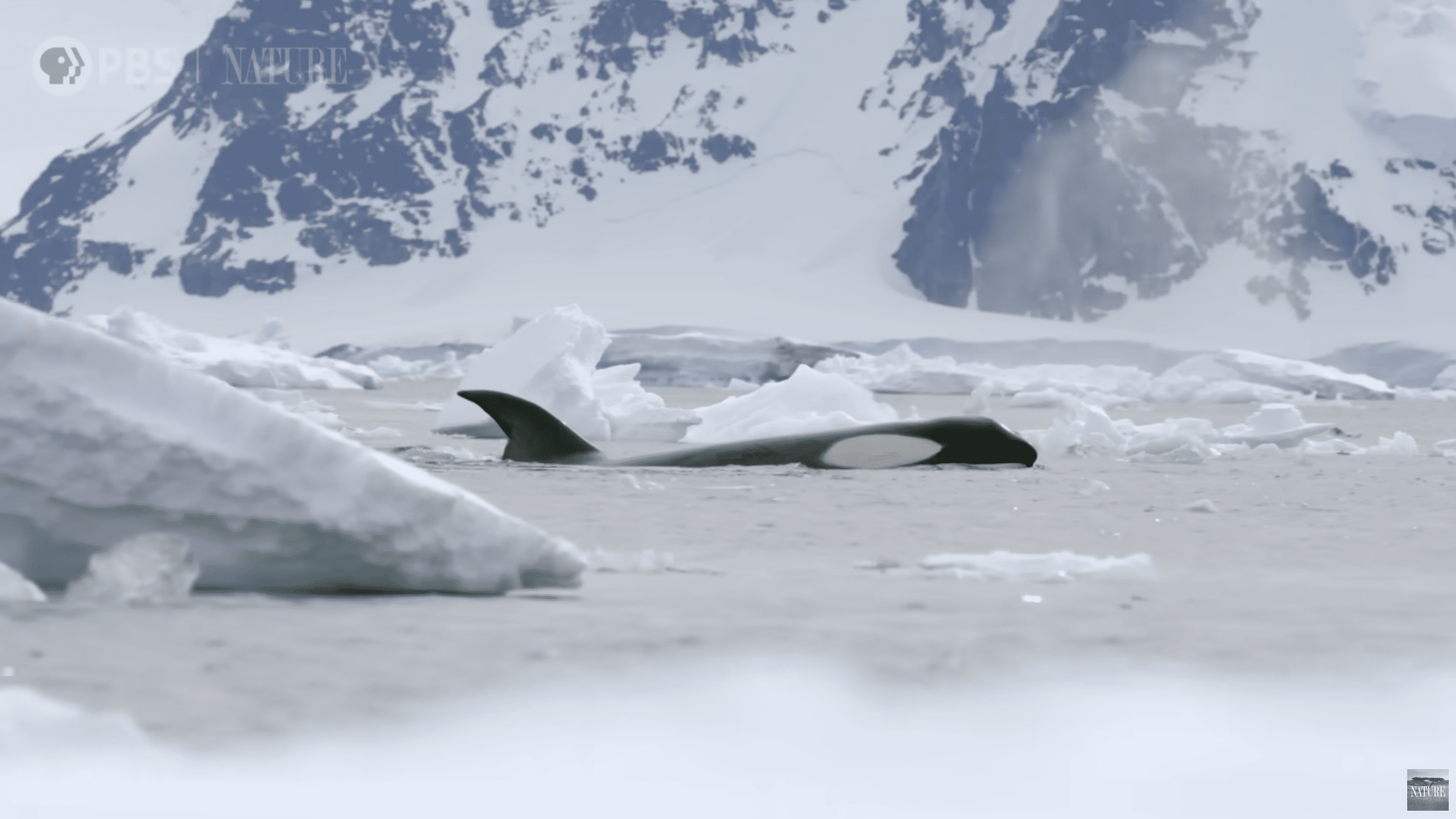 Killer Whales