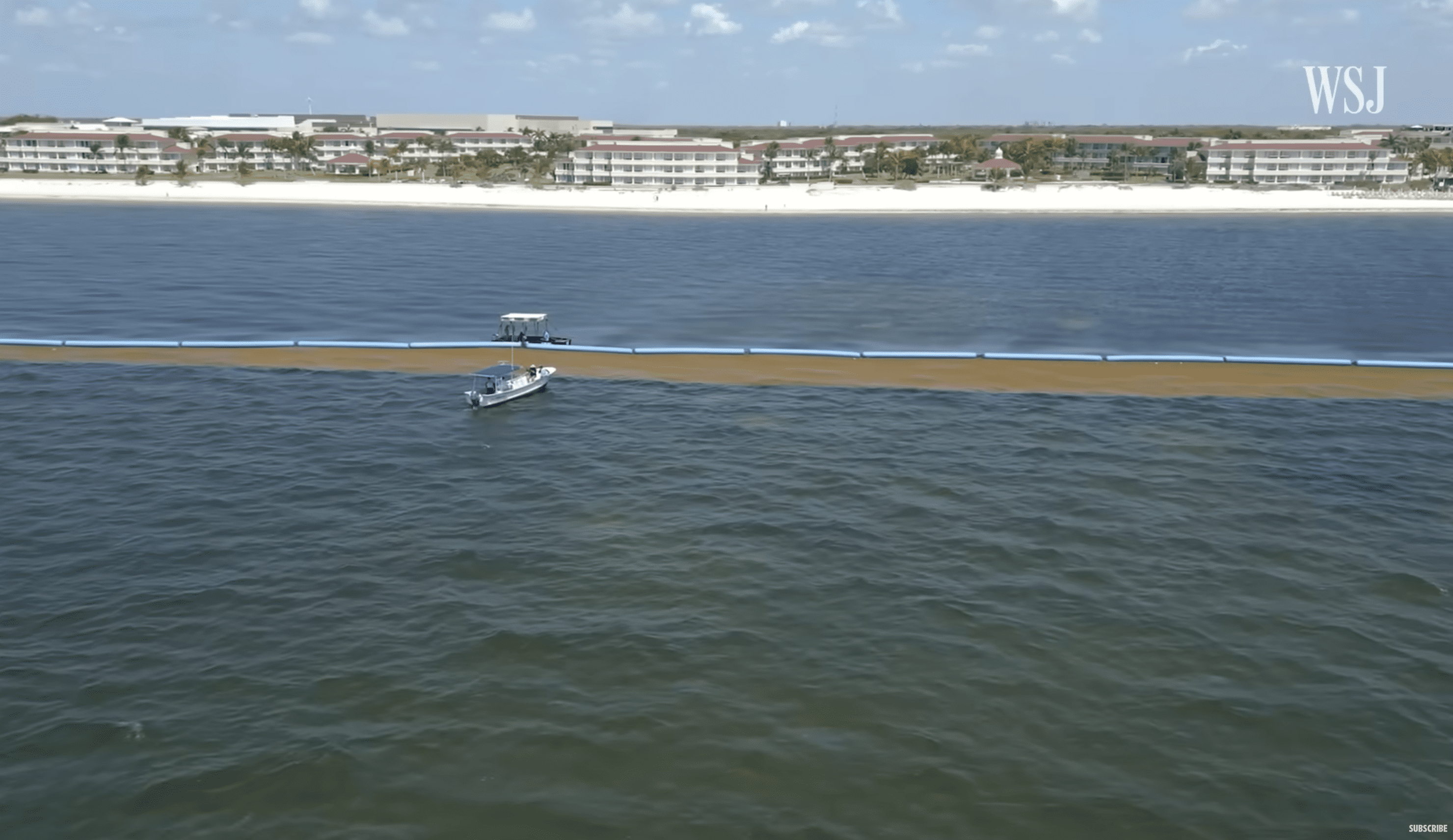 Sargassum