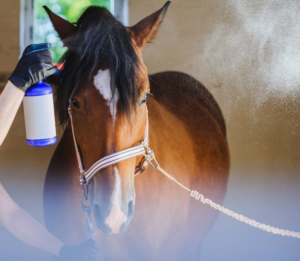 The Life of a Horse Training Legend: Peter Easterby | SFL Media