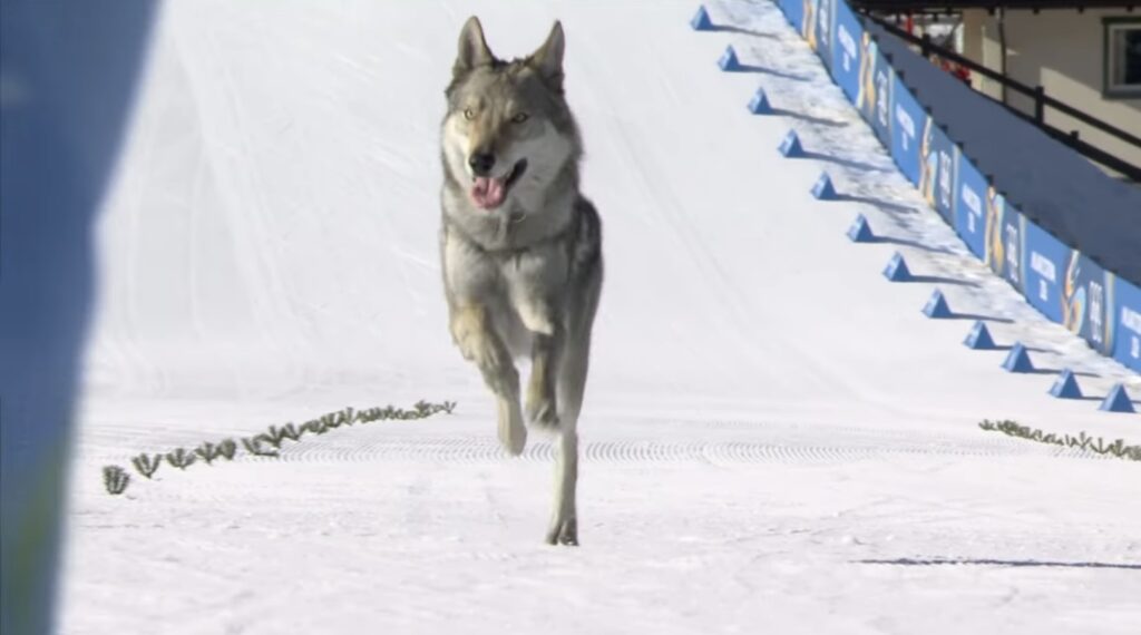 Winter Olympics