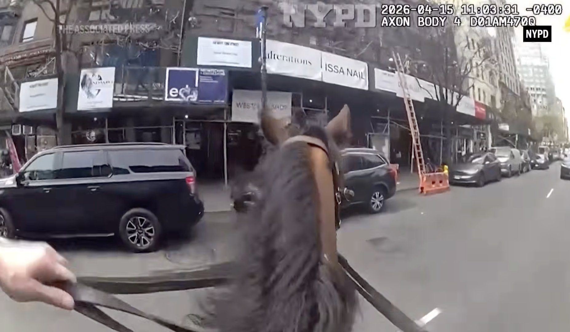 NYPD officer and his horse chase a suspected purse snatcher in Manhattan