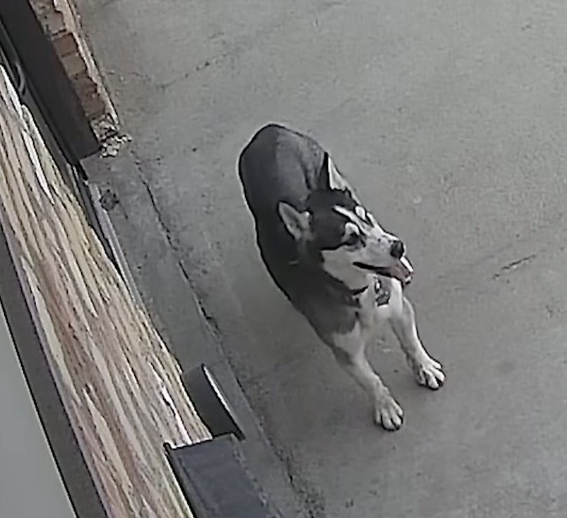 Regina husky goes viral after she takes herself to doggy daycare