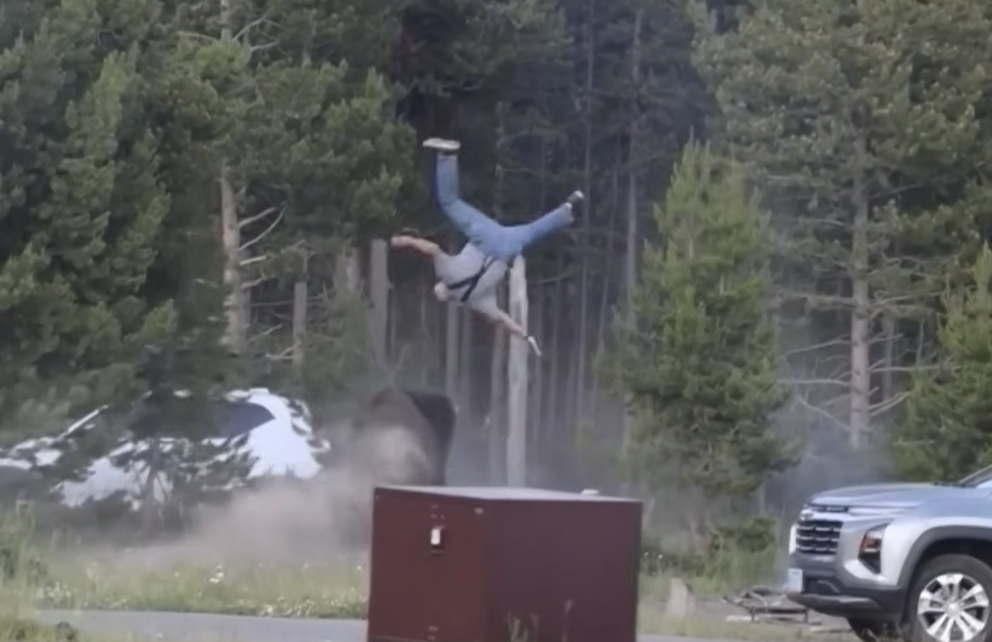 This video details a recent bison attack in Yellowstone National Park involving a 65-year-old grandfather who was charged, hooked, and flipped into the air. The entire incident was caught on camera and intervened in by Mike MacLeod, an on-scene camper who happens to be a wildlife biologist. --- ### The Incident Breakdown The attack occurred on a Friday at a Yellowstone campground. According to MacLeod’s eyewitness account and camera footage: * **The Approach:** The grandfather and another family member were walking along the perimeter road of the campground when a large bison approached. * **The Retreat:** Recognizing the danger, the grandfather immediately said, *"We're out of here, let's go,"* and the pair attempted to back away and use nearby trees as a physical barrier. * **The Charge:** After a white pickup truck drove past, the bison suddenly sprang up and aggressively charged the pair. * **The Attack:** The bison pursued them around the trees. On its second loop, it caught up to the grandfather, hooked him with its horns, and flipped him directly into the air, leaving him immobile on the ground. --- ### The Rescue & Medical Status Once the victim was down, MacLeod dropped his camera to lead an immediate emergency intervention: * **Hazing the Bison:** MacLeod ran toward the animal, screaming, shouting, and holding his camera gear high in the air to look larger. A group of other men in the campground joined him, successfully "hazing" (scaring off) the bison before it could inflict further injuries. * **Medical Response:** Park emergency services arrived on the scene within 10 minutes. * **Current Status:** MacLeod has remained in touch with the victim's family, confirming that the grandfather survived the encounter, underwent surgery, and is currently recovering in the hospital. --- ### Biological Context & Park Safety Rules Yellowstone officials and MacLeod highlighted the specific behavioral factors that drove the attack: > **The Breeding Season Factor:** MacLeod noted that the attack occurred right at the start of the bison breeding season (the rut). During this period, male bison experience spikes in testosterone and are naturally far more aggressive, unpredictable, and easily agitated as they compete for dominance. | Factor | Yellowstone Bison Statistics & Rules | | --- | --- | | **Size & Speed** | Mature bison can weigh up to **2,000 pounds** and can sprint at speeds up to **35 mph**—three times faster than a human can run. | | **Required Distance** | National Park Service regulations strictly mandate that visitors stay at least **25 yards (75 feet)** away from bison at all times. | | **Biologist's Take** | While park officials note that bison usually only attack when intentionally crowded or threatened, MacLeod stated that this specific pair actually tried to do everything right by immediately retreating, proving how volatile the animals become during the rut. This marks the second documented bison attack in Yellowstone this year. |
