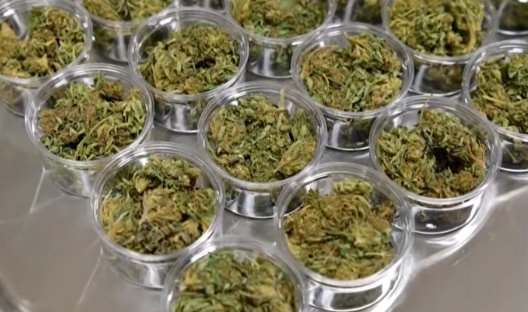 massachusetts weed photo