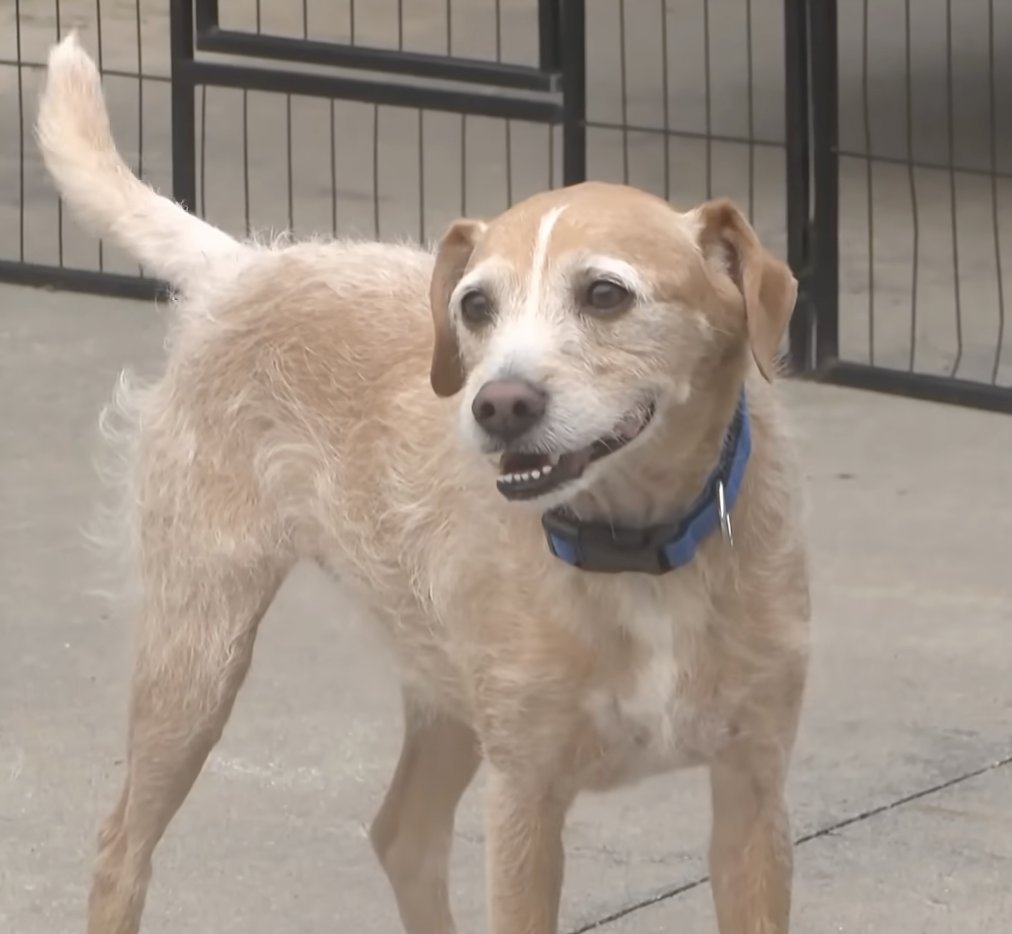 Dog missing since 2021 reunited with owner
