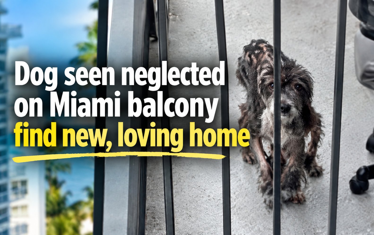 Rescued Miami Dog
