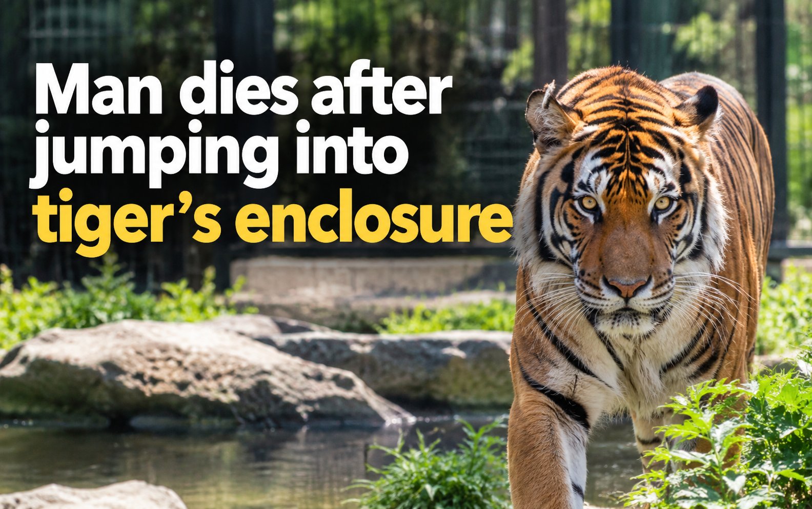 Man dies after jumping into tiger's enclosure