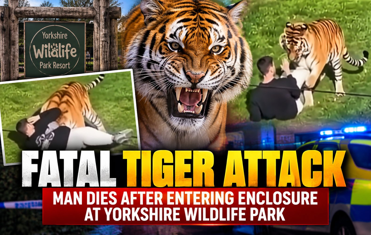 Tigers Thrills and Emergency Response